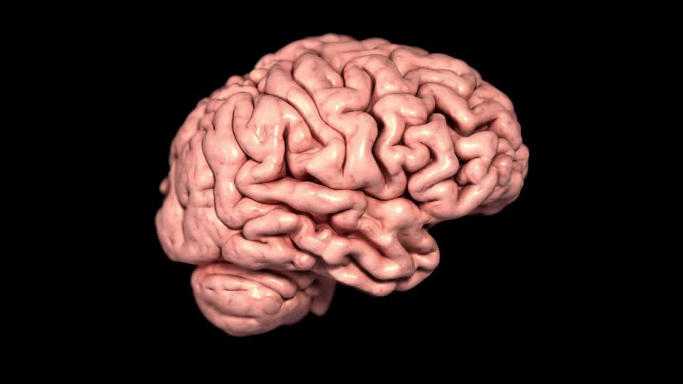 3D Animated Human Brain